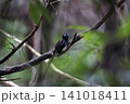 サンコウチョウ 141018411