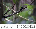 サンコウチョウ 141018412
