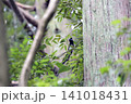 サンコウチョウ 141018431