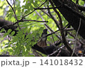 サンコウチョウ 141018432