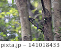 サンコウチョウ 141018433