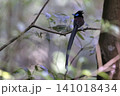サンコウチョウ 141018434