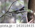 サンコウチョウ 141018435