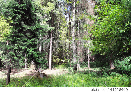 Picturesque landscape - forest in sunny day. Beautiful scene with rays of sunlight in summer forest, Belovezhskaya Pushcha Nature Reserve. Woodland in national park Bialowieza Forest, Europe 141018449