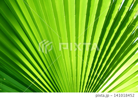 Horizontal background with lush green leaves. Sunny summer backdrop with a tropical scene with leaf. Green tropical plant leaf on sunny background. Nature banner with a verdant leaves 141018452
