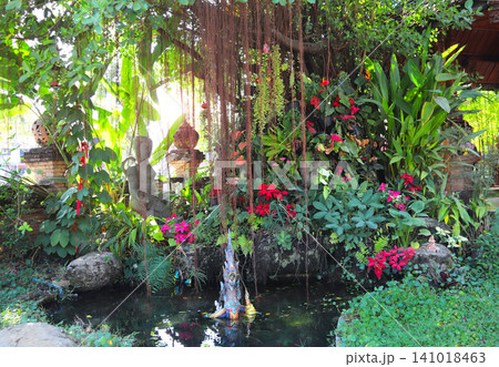 Picturesque scene with small pond and plants. Tranquil pond in jungle-like garden, creating calm atmosphere conducive to meditation and relaxation. Tropical garden is great place to rest and meditate Picturesque scene with small pond and plants. Tranquil pond in jungle-like garden, creating calm atmosphere conducive to meditation and relaxation. Tropical garden is great place to rest and meditate 141018463