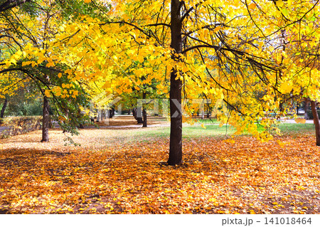 Calm fall season. Beautiful landscape with linden alley in autumn park. Lindens trees with green, yellow and orange leaves and footpath in the town park in sunny day. Lime trees form a beautiful alley 141018464