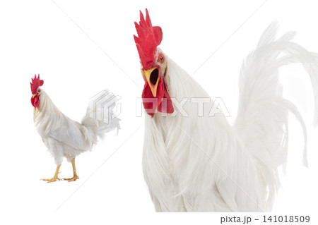angry white rooster isolated on white background angry white rooster isolated on white background 141018509