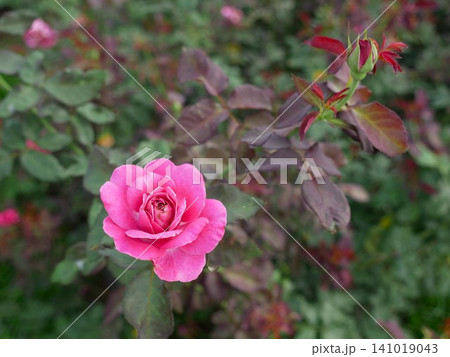 薔薇 バラ科 バラ 141019043