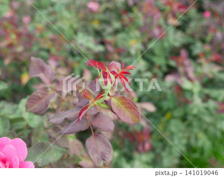 薔薇 バラ科 バラ 141019046
