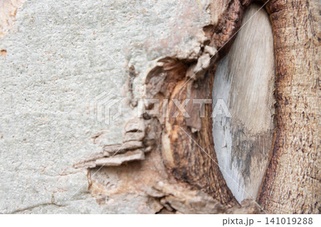 Tree bark wood texture surface crack peeling rough natural closeup abstract Tree bark wood texture surface crack peeling rough natural closeup abstract 141019288