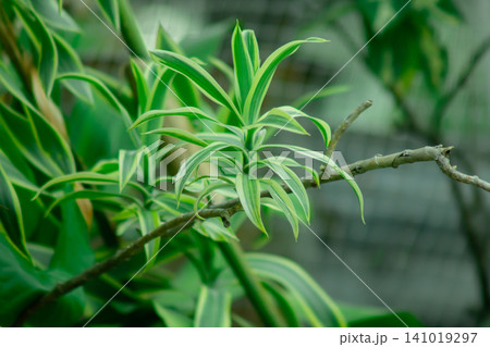 Variegated green leaf branch closeup with soft blurred background and fresh natural growth Variegated green leaf branch closeup with soft blurred background and fresh natural growth 141019297