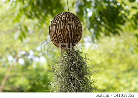 Dried seed pod with hanging moss on blurred green tree background 141019352