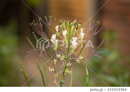 Flower plant white flower green stem macro close up garden wildflower delicate bloom natural background blurred background blossom botanical flora stem leaf petal pollen bud spring summer outdoor Flower plant white flower green stem macro close up garden wildflower delicate bloom natural background blurred background blossom botanical flora stem leaf petal pollen bud spring summer outdoor 141019364