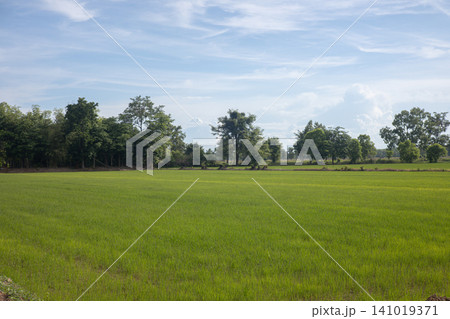 Green field tree line blue sky rural landscape grassland farmland meadow horizon nature cloudy sky Green field tree line blue sky rural landscape grassland farmland meadow horizon nature cloudy sky 141019371