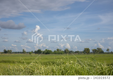 Green field grassy meadow wide landscape blue sky cloud sky rural scenery natural horizon distant tree summer pasture open plain 141019372