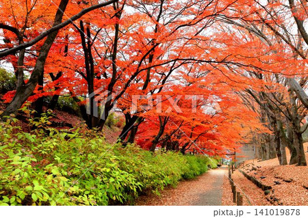 上田城跡公園の紅葉 141019878