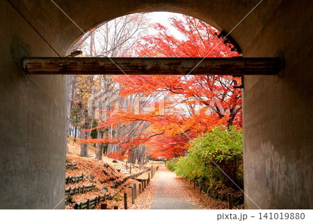 上田城跡公園の紅葉 141019880