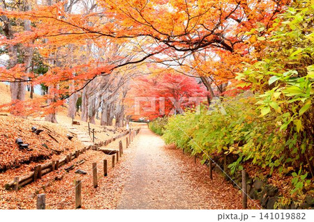 上田城跡公園の紅葉 141019882