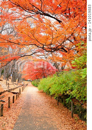 上田城跡公園の紅葉 141019883