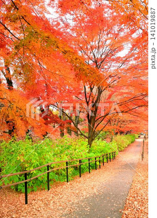 上田城跡公園の紅葉 141019887