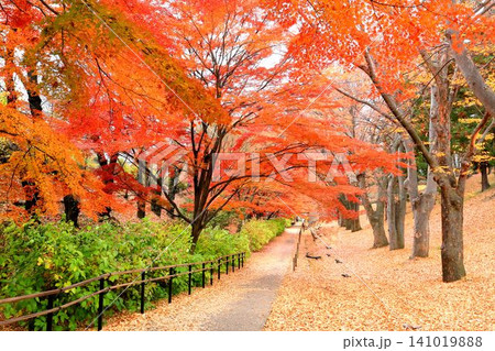 上田城跡公園の紅葉 141019888