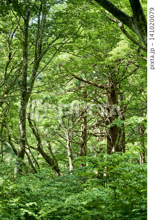 5月の新緑と日本百名山・大山の弥山・剣ヶ峰(夏山登山道より) 5月の新緑と日本百名山・大山の弥山・剣ヶ峰(夏山登山道より) 141020079
