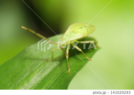 植物の葉にとまるホシハラビロヘリカメムシの幼虫のクローズアップ 植物の葉にとまるホシハラビロヘリカメムシの幼虫のクローズアップ 141020283