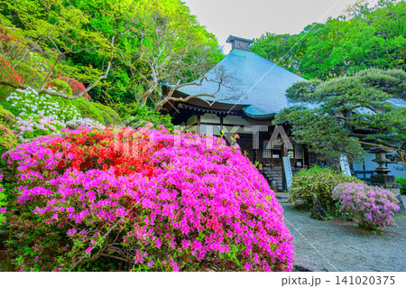 春の早朝 ツツジ名所の等覚院で美しい満開のツツジ越しに望む重厚な本殿の風景 春の早朝 ツツジ名所の等覚院で美しい満開のツツジ越しに望む重厚な本殿の風景 141020375