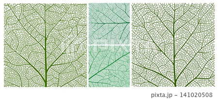 Birch, maple and oak leaf vein texture, closeup plant cells pattern and tree leaf skeleton structure. Organic macro abstract green tree foliage texture backgrounds with the venation lattice lines 141020508