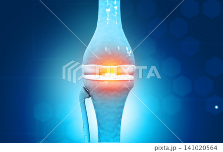 Anatomy of knee joint 141020564