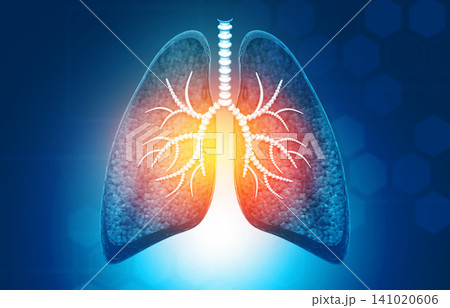 Anatomy of Human lungs with bronchial and trachea Anatomy of Human lungs with bronchial and trachea 141020606