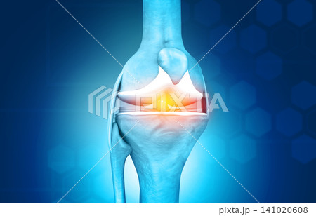 Anatomy of knee joint 141020608