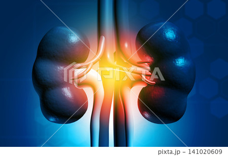 Human kidney on science background 141020609
