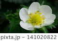 イチゴの花 白い花 マクロ 141020822