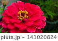 百日草 赤い花  141020824