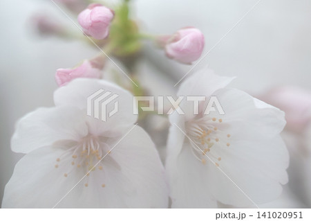 夢の中の桜 ベールに包まれて 夢の中の桜 ベールに包まれて 141020951