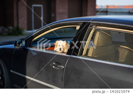 Small curly haired dog looking out rear car window at dusk with warm interior light and quiet suburban street backdrop, with dog, canine, pet, small detail, showing curly, fur, lightbrown, looking Small curly haired dog looking out rear car window at dusk with warm interior light and quiet suburban street backdrop, with dog, canine, pet, small detail, showing curly, fur, lightbrown, looking 141021074