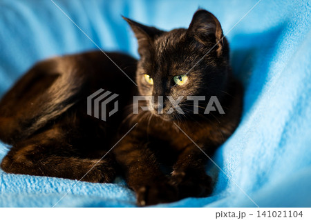 Black cat resting on blue blanket with soft indoor lighting Black cat resting on blue blanket with soft indoor lighting 141021104
