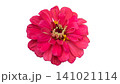 白バックのピンクの花ジニア 141021114