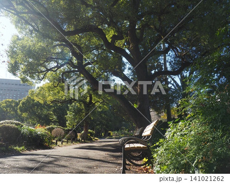 木漏れ日が差す日比谷公園の散歩道 木漏れ日が差す日比谷公園の散歩道 141021262