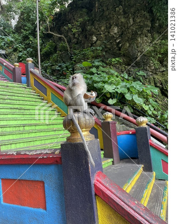 マレーシア旅行:バトゥ洞窟のカラフルな階段と野生のサ マレーシア旅行:バトゥ洞窟のカラフルな階段と野生のサ 141021386