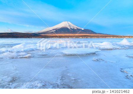 冬の快晴 山中湖の長池親水公園から望む凍結した様々な形の氷と積雪した富士山の風景 冬の快晴 山中湖の長池親水公園から望む凍結した様々な形の氷と積雪した富士山の風景 141021462