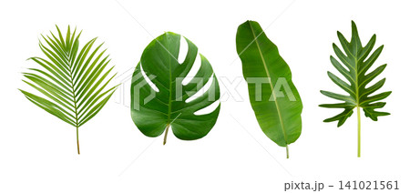 Banana, palm and monstera green leaf tropical plant isolated on white background. Banana, palm and monstera green leaf tropical plant isolated on white background. 141021561