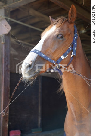 厩舎に佇む美しい馬のアップ 乗馬や牧場のサラブレッドの横顔 厩舎に佇む美しい馬のアップ 乗馬や牧場のサラブレッドの横顔 141021796