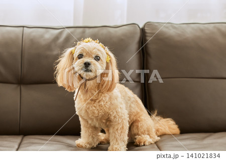 花冠をつけたクリーム色の小型犬がソファに座る姿 花冠をつけたクリーム色の小型犬がソファに座る姿 141021834
