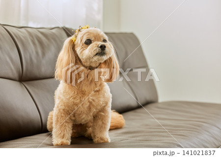 ソファに座る花飾りをつけたトイプードルミックス犬 ソファに座る花飾りをつけたトイプードルミックス犬 141021837