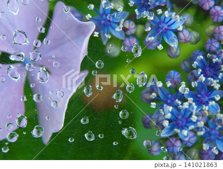 梅雨のイメージ 雨上がりガクアジサイとクモの巣に絡む雨の雫 梅雨のイメージ 雨上がりガクアジサイとクモの巣に絡む雨の雫 141021863