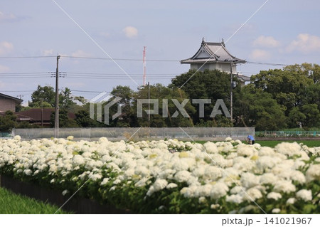 騎西城を望むアジサイロードの風景 騎西城を望むアジサイロードの風景 141021967