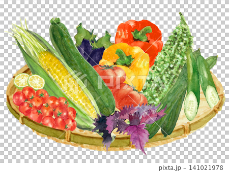 Watercolor illustration of a basket of seasonal summer vegetables [Hand-drawn] White background, cutout, with copy space 141021978